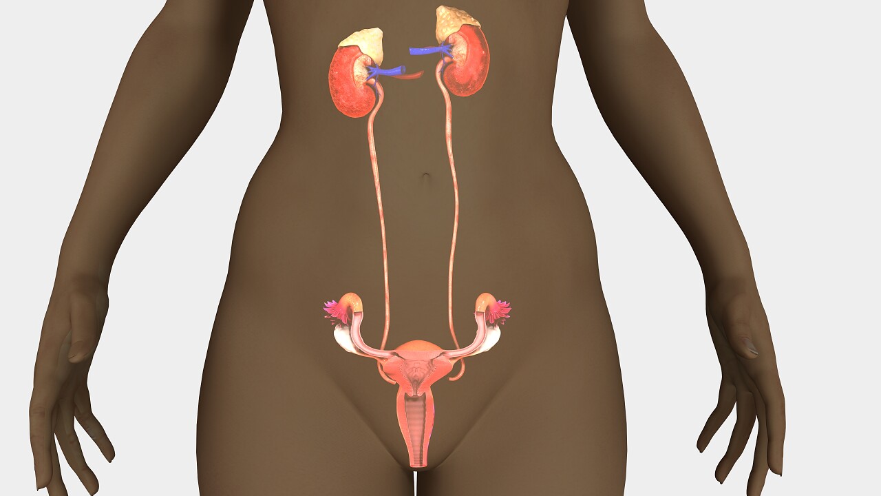 彩色医学3d女性人体子宫模型