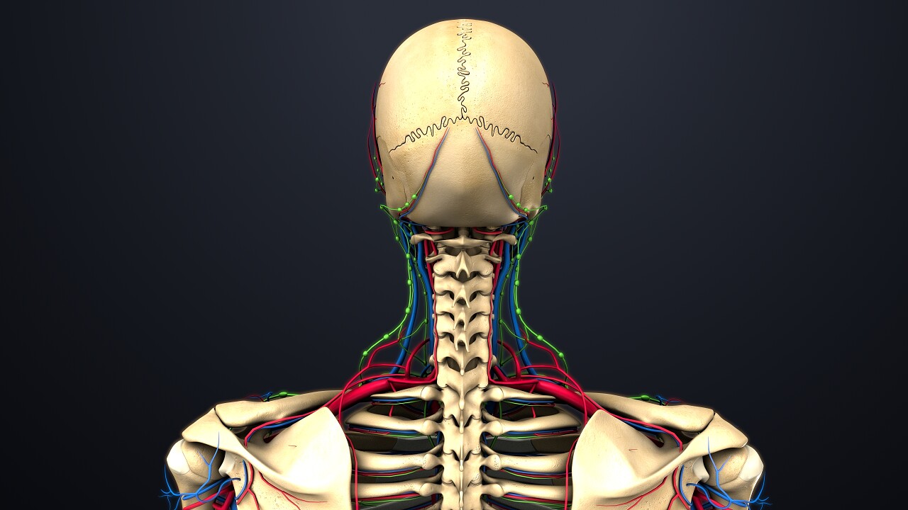 彩色医学3d人体颈椎图示