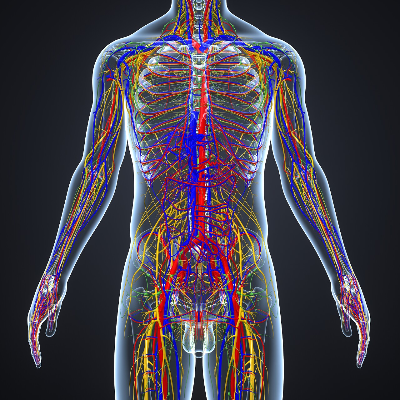 彩色医学3d人体循环神经系统与淋巴结