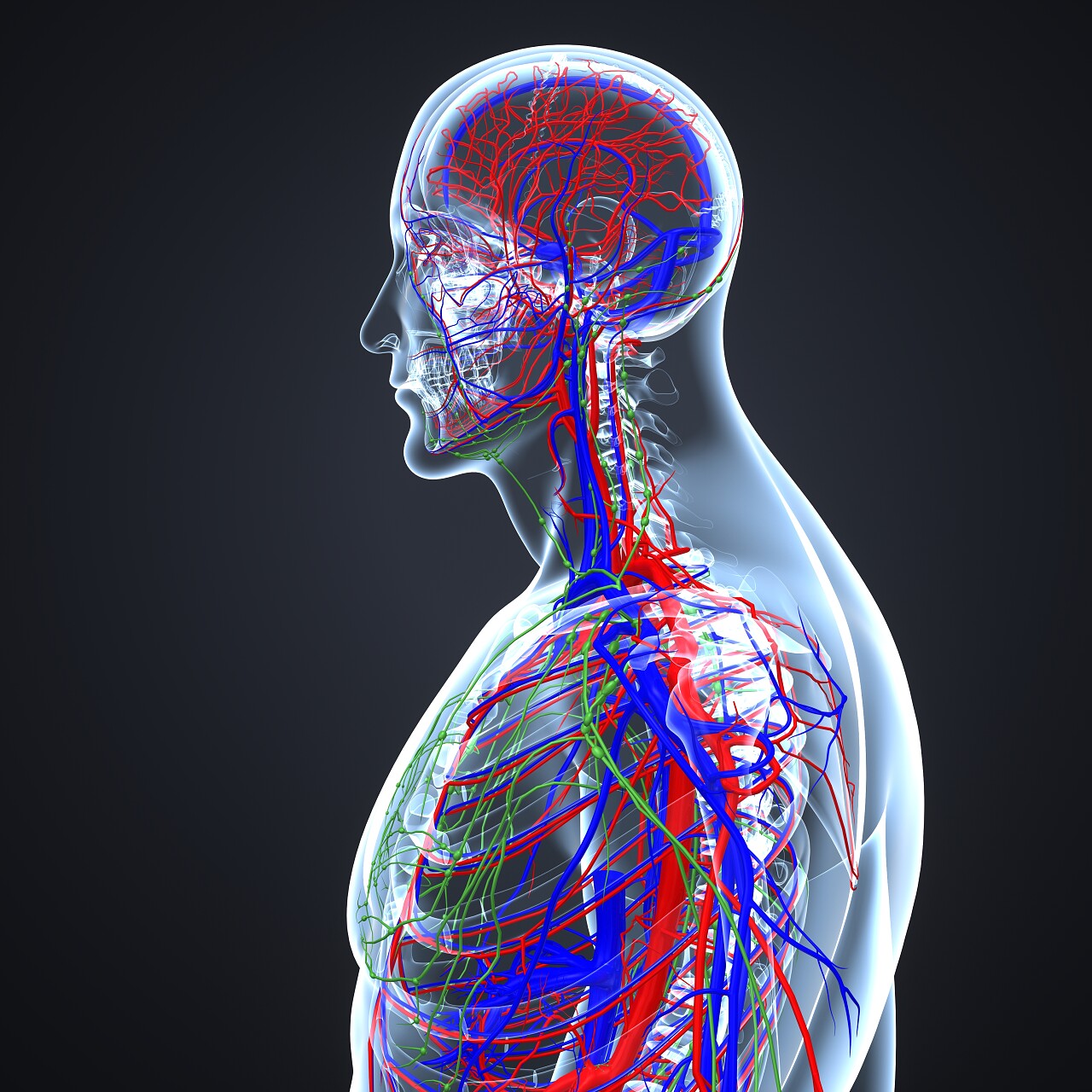 彩色医学3d人体例淋巴结循环系统