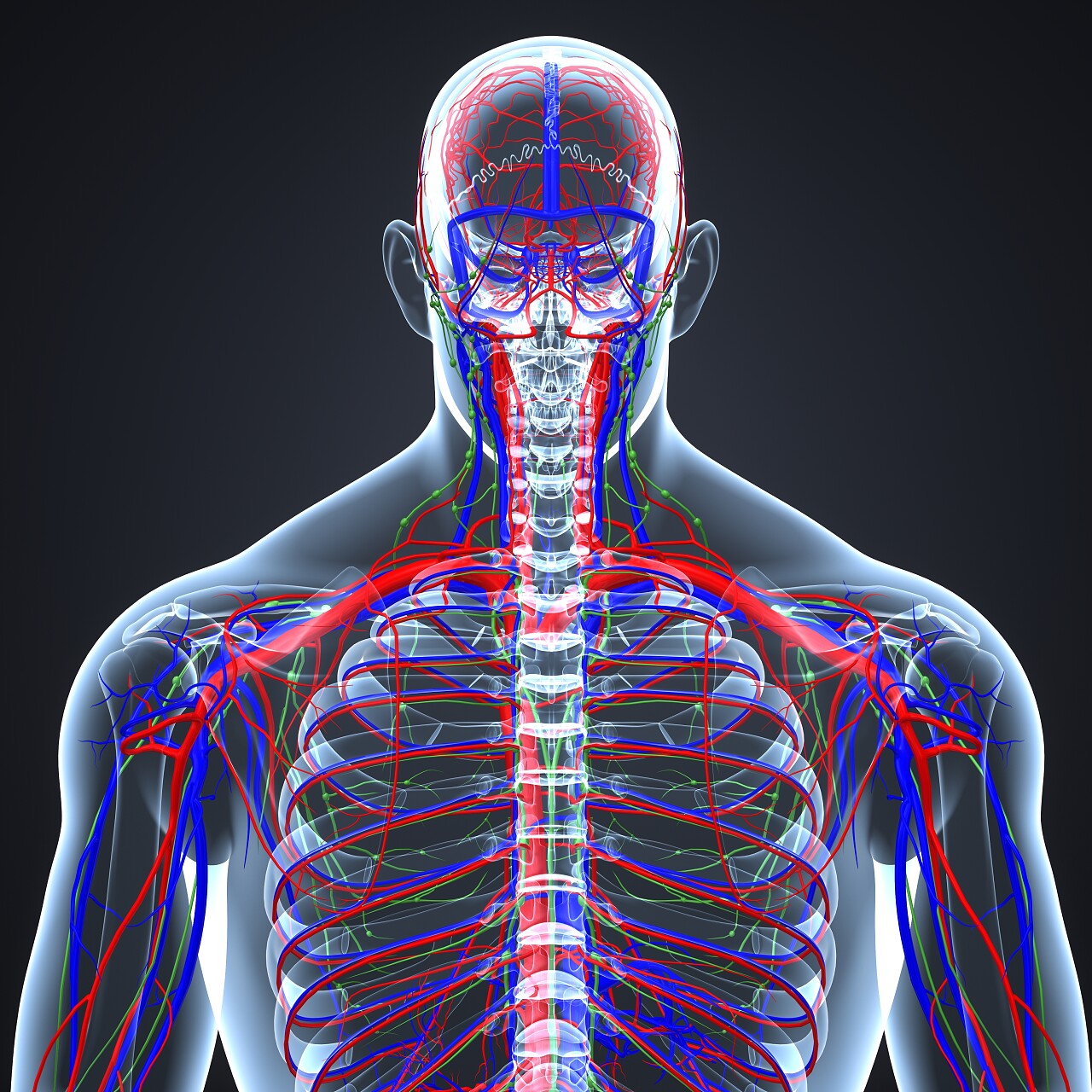 彩色医学3d人体淋巴结循环系统