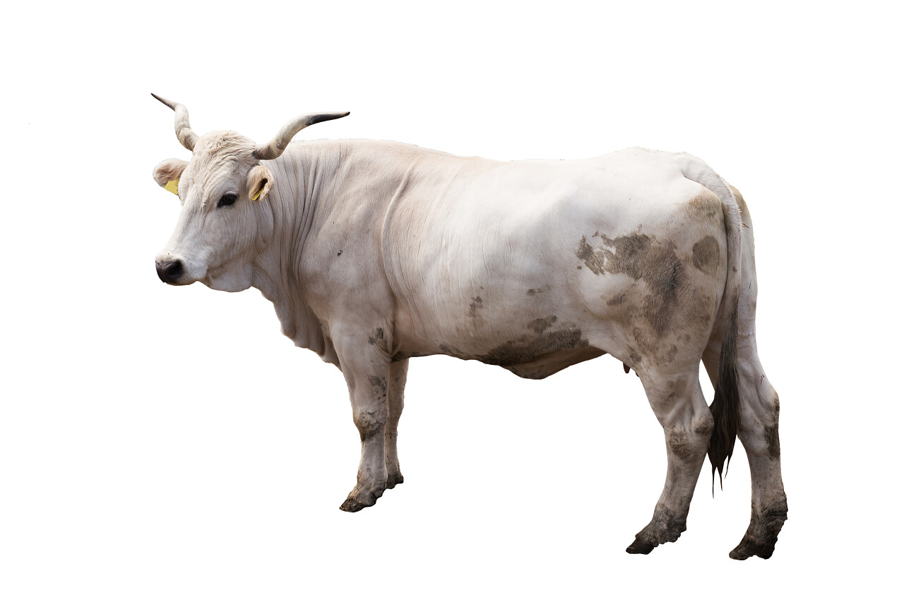 白色背景上的牛