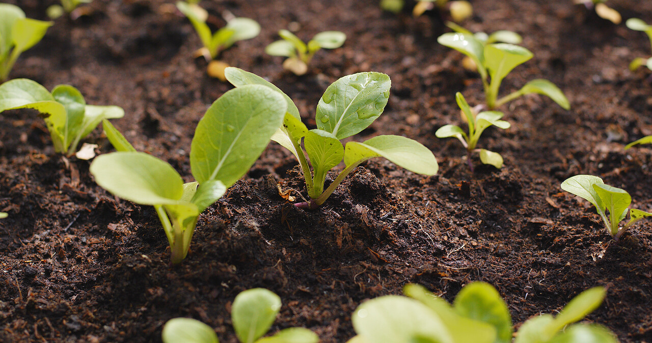 土壤里冒出的幼苗春天种子发芽成长土壤幼苗