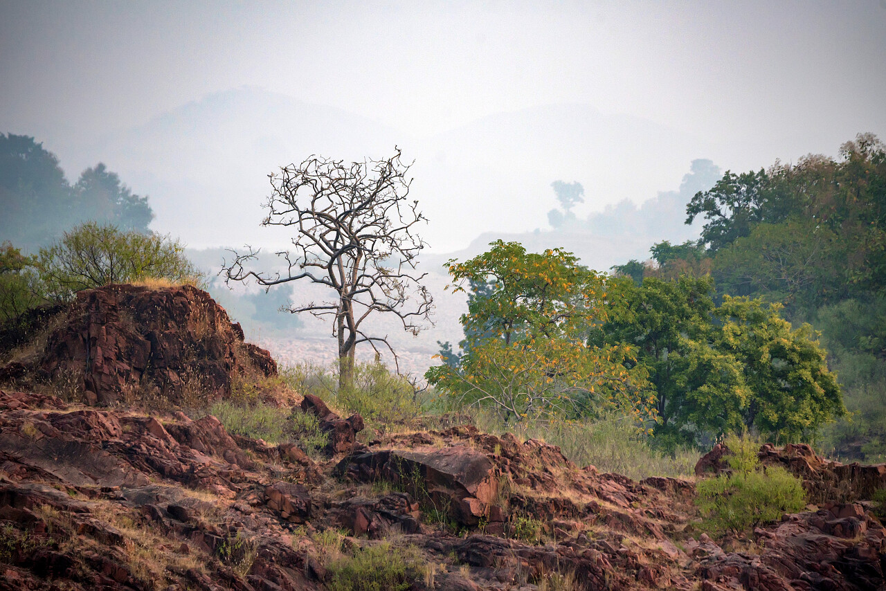 美丽的印度风景与死树在鄂保护区附近智慧自然老虎保护区
