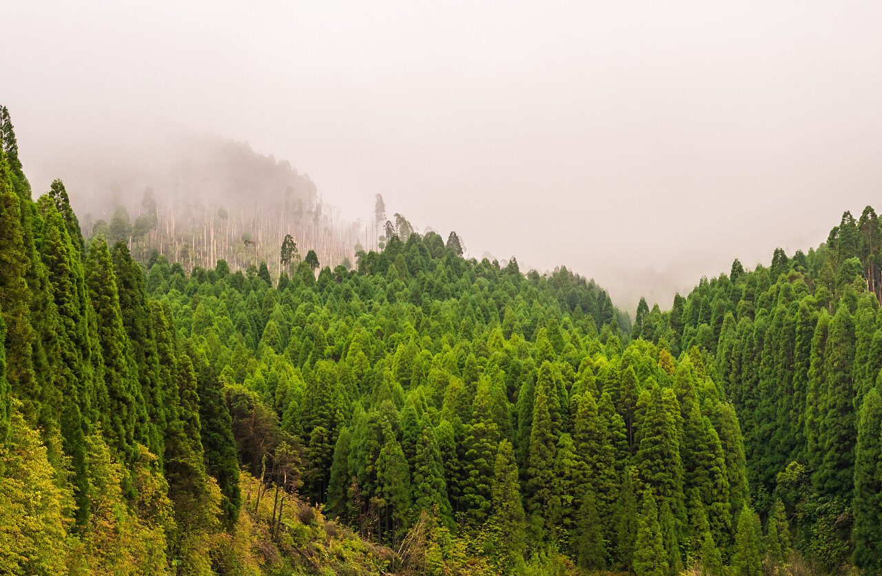 亚速尔群岛皮达自然保护区森林