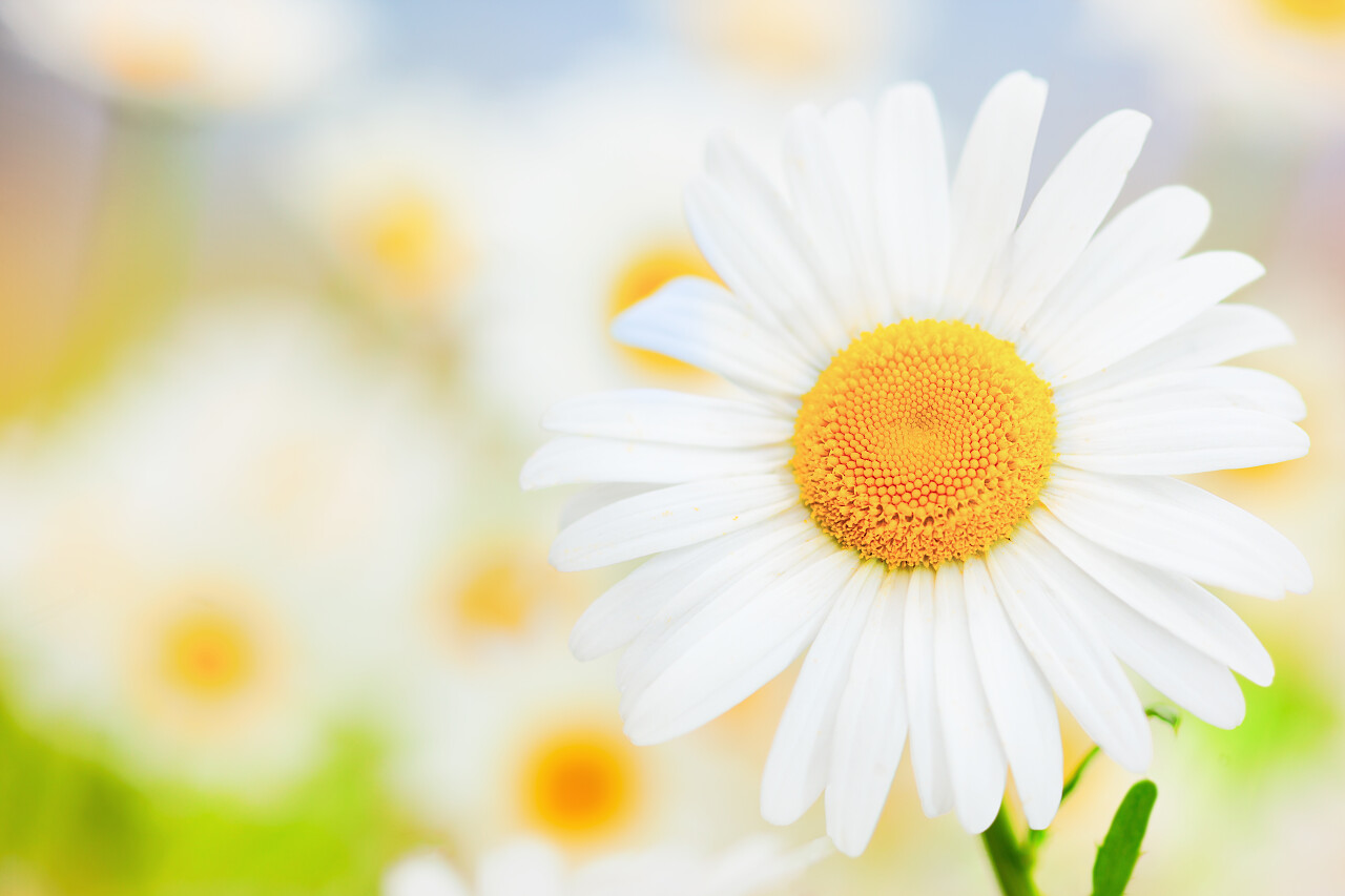 洋甘菊花场太阳轻洋甘菊特写