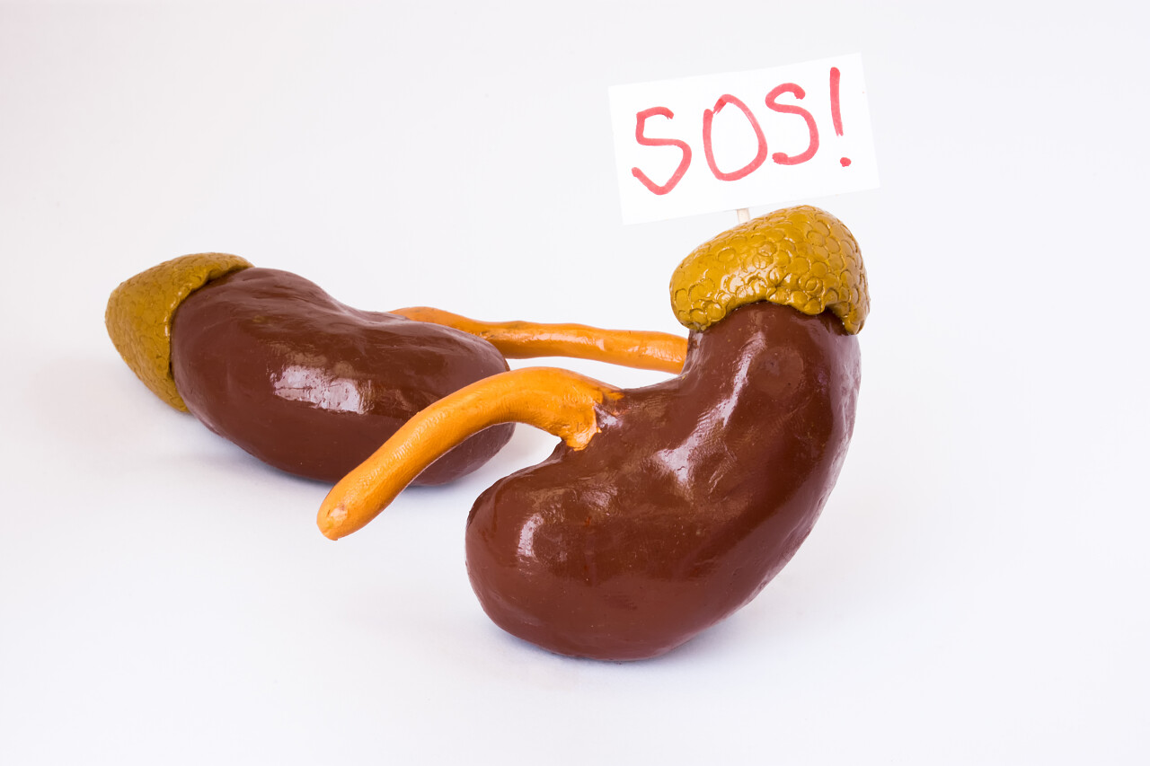 自然解剖肾脏模型与标语牌救命世界肾脏日