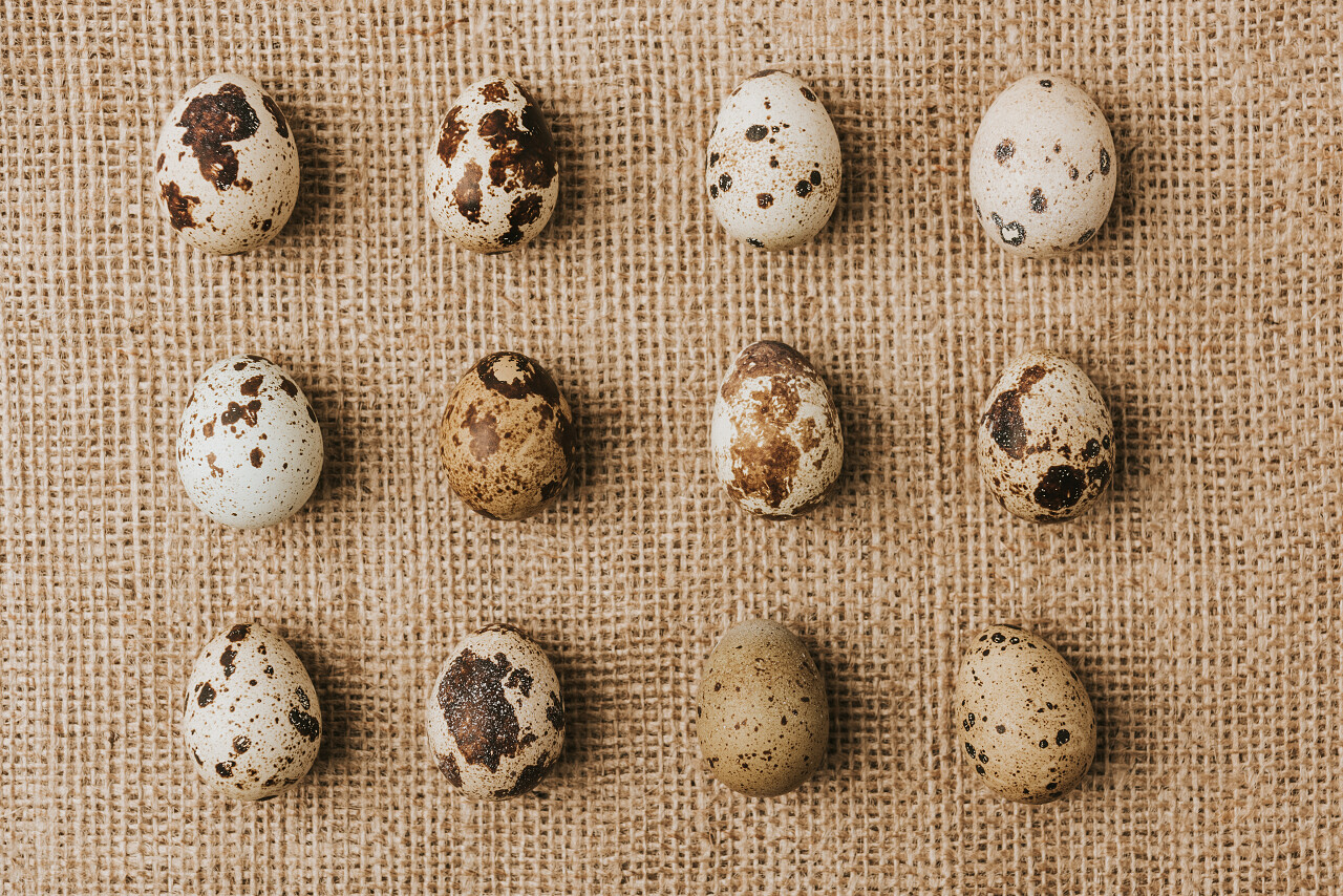 鹌鹑蛋躺在一排麻布上