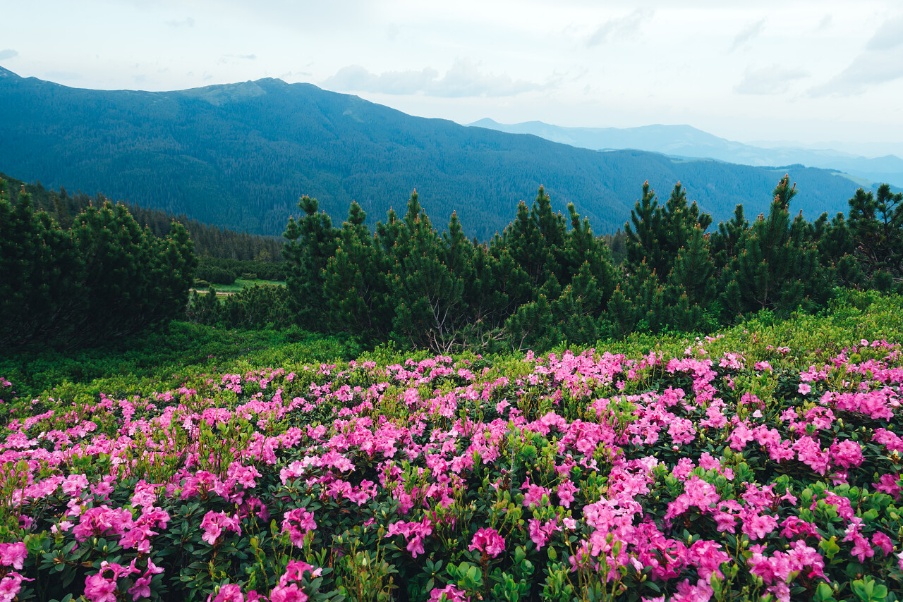 神奇的粉红色杜鹃花在山上
