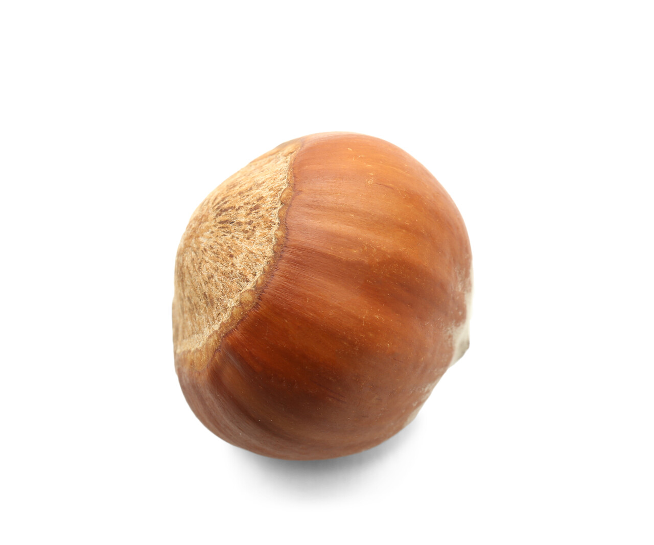 白色背景美味榛子