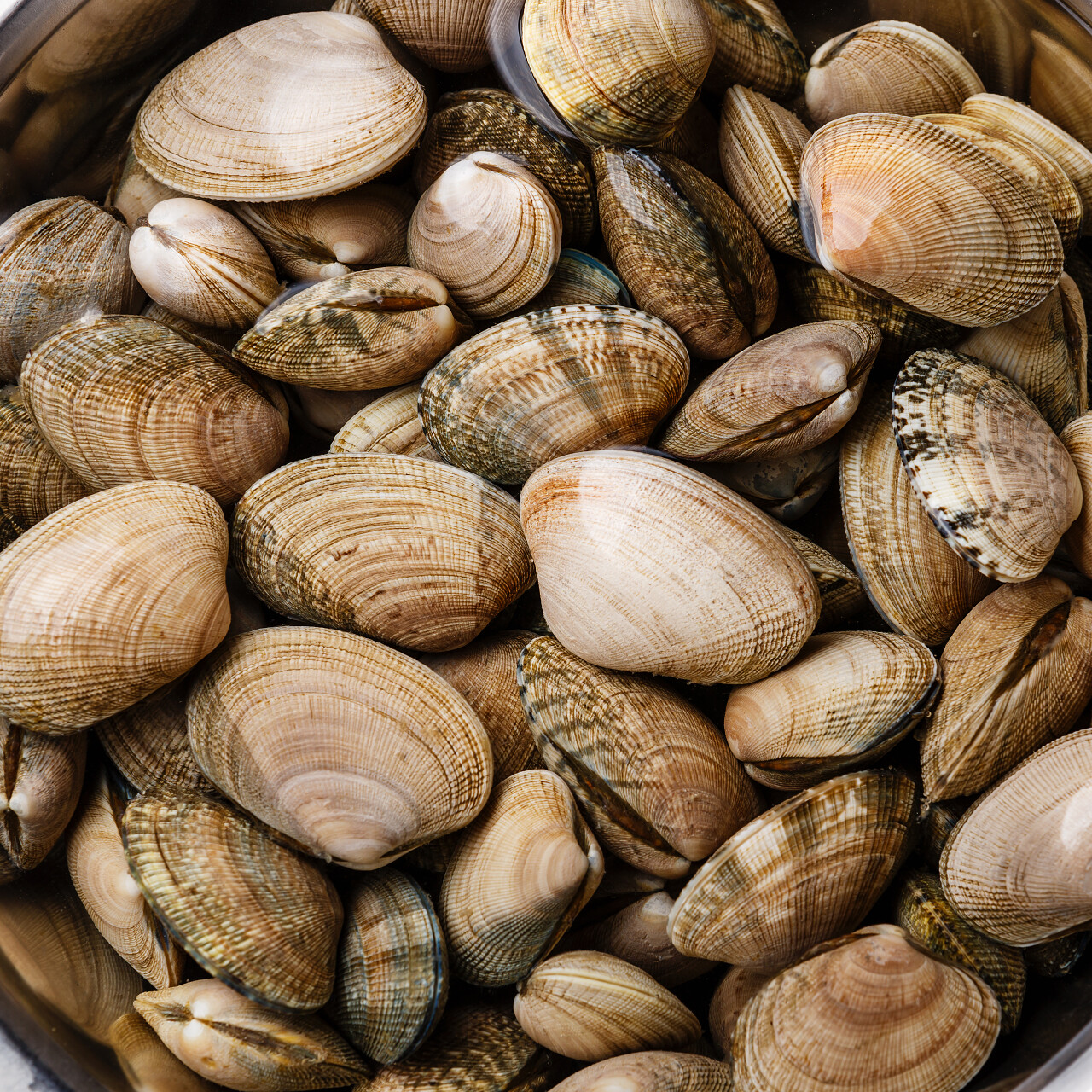 生鲜蛤和海贝壳背景特写