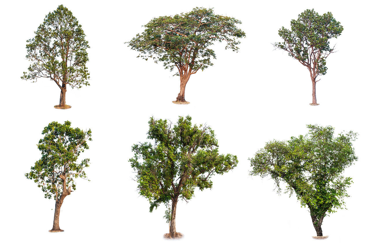 世界地球日概念的白色背景上的新鲜和绿色的热带和花园树