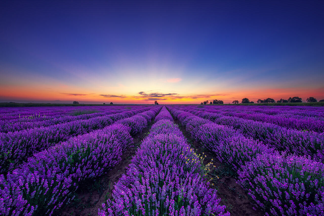 在美丽的日落下薰衣草花盛开的田野