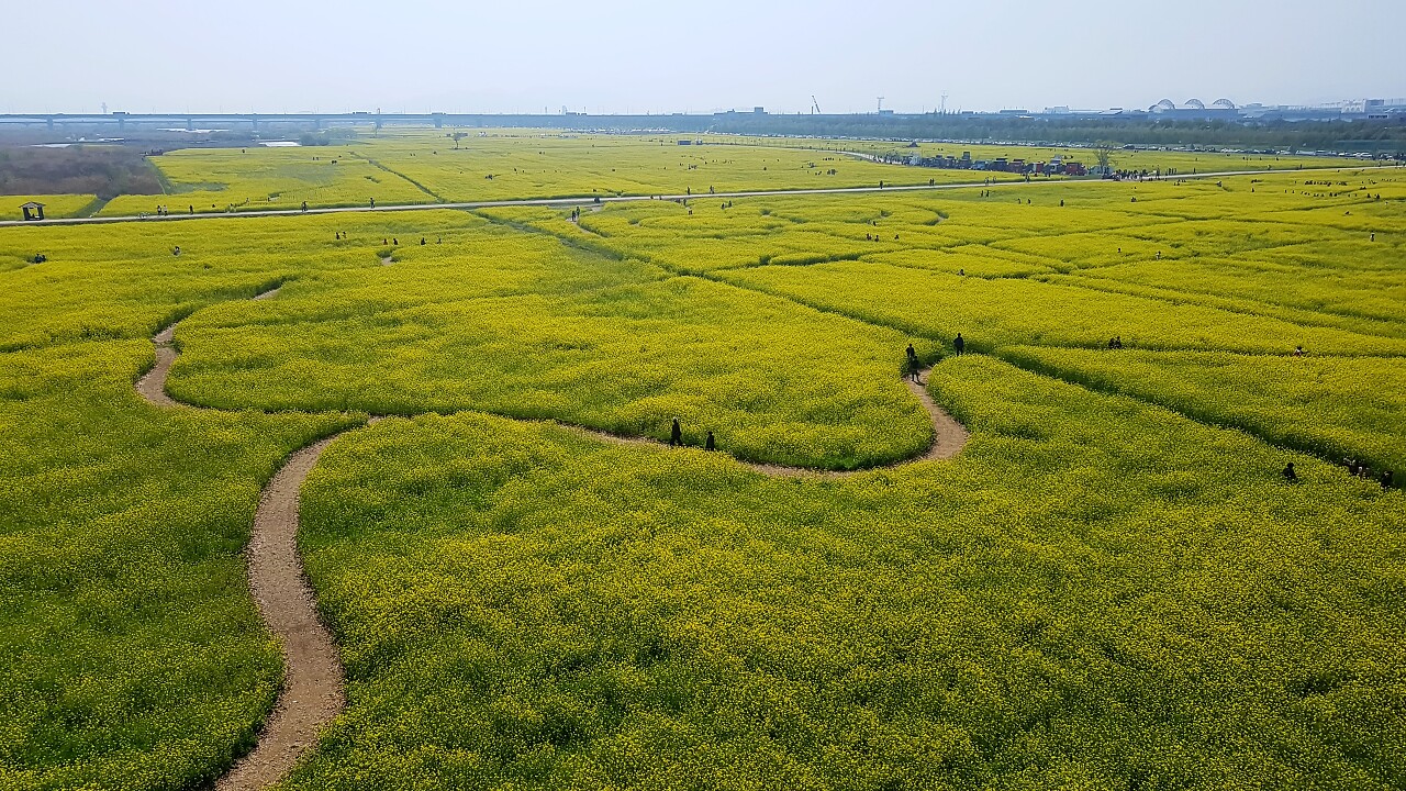 油菜花节在洛东江河油菜花旅游