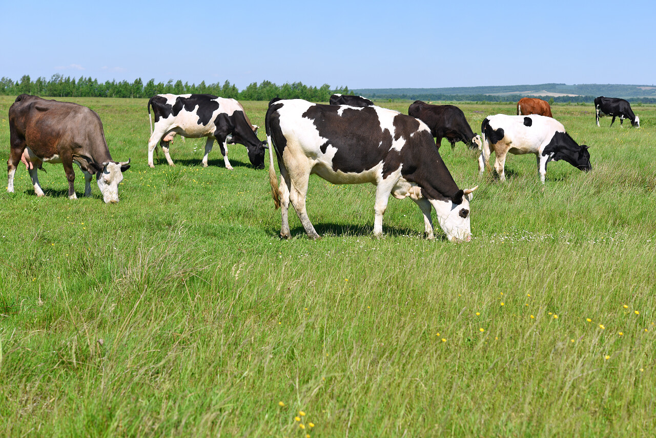 夏天牧场上的奶牛
