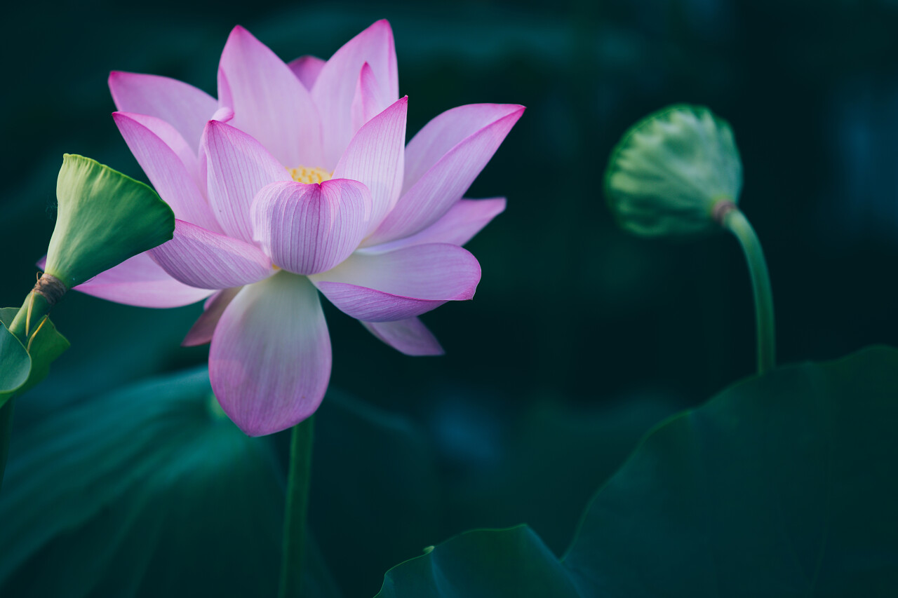 二十四节气夏至24节气荷花植物廉政美丽的粉红色与莲蓬二十四节气24节气立夏