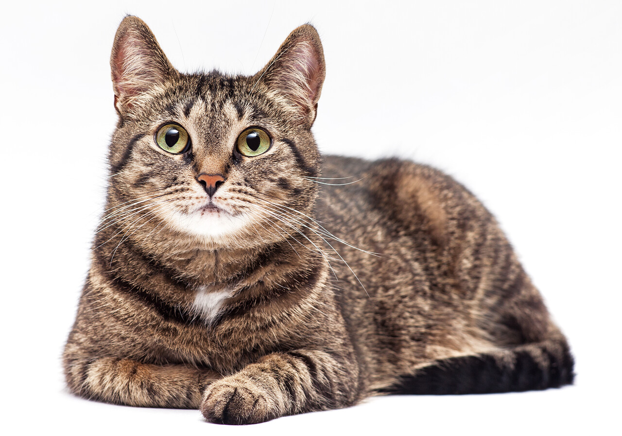 白色背景上的猫