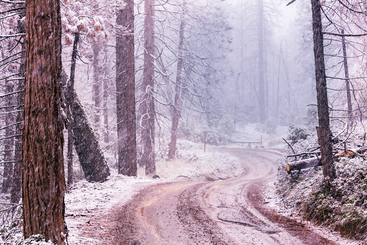 森林中的暴风雪