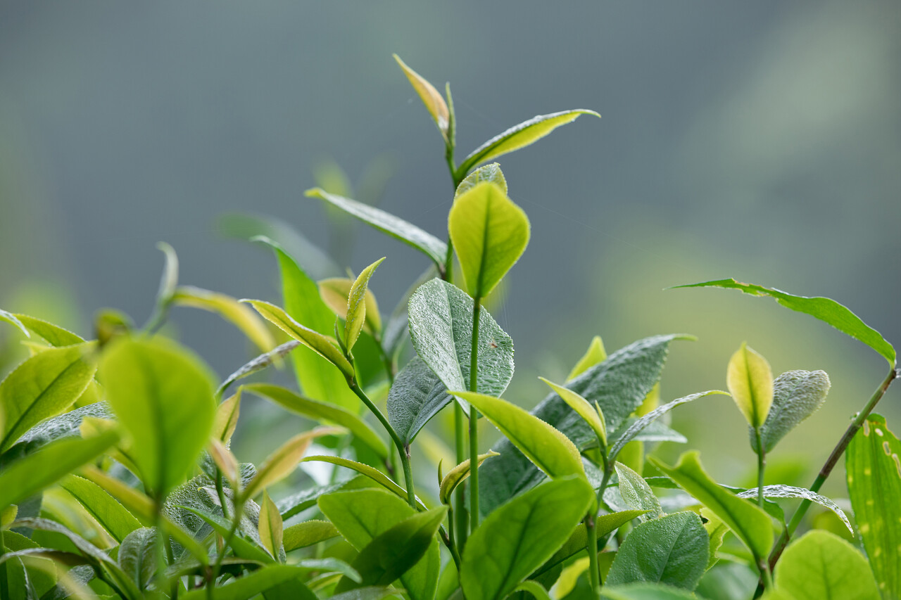 春青茶树春天芽茶嫩芽