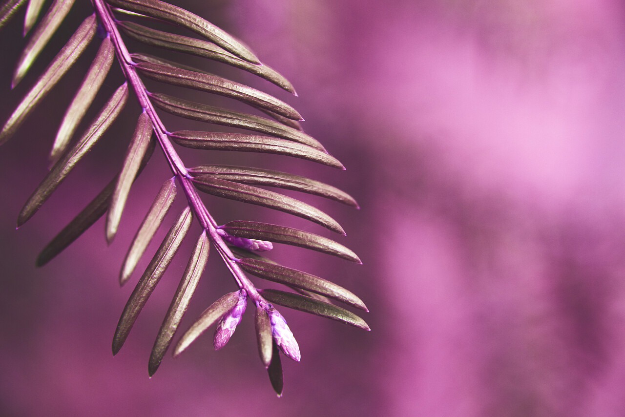 新鲜绿叶制成的紫外线背景