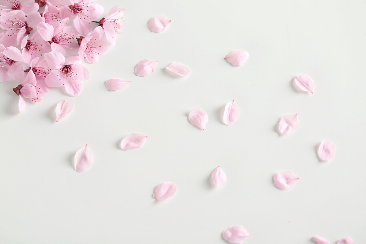 白色背景上美丽的花朵和花瓣七夕520情人节214情人节