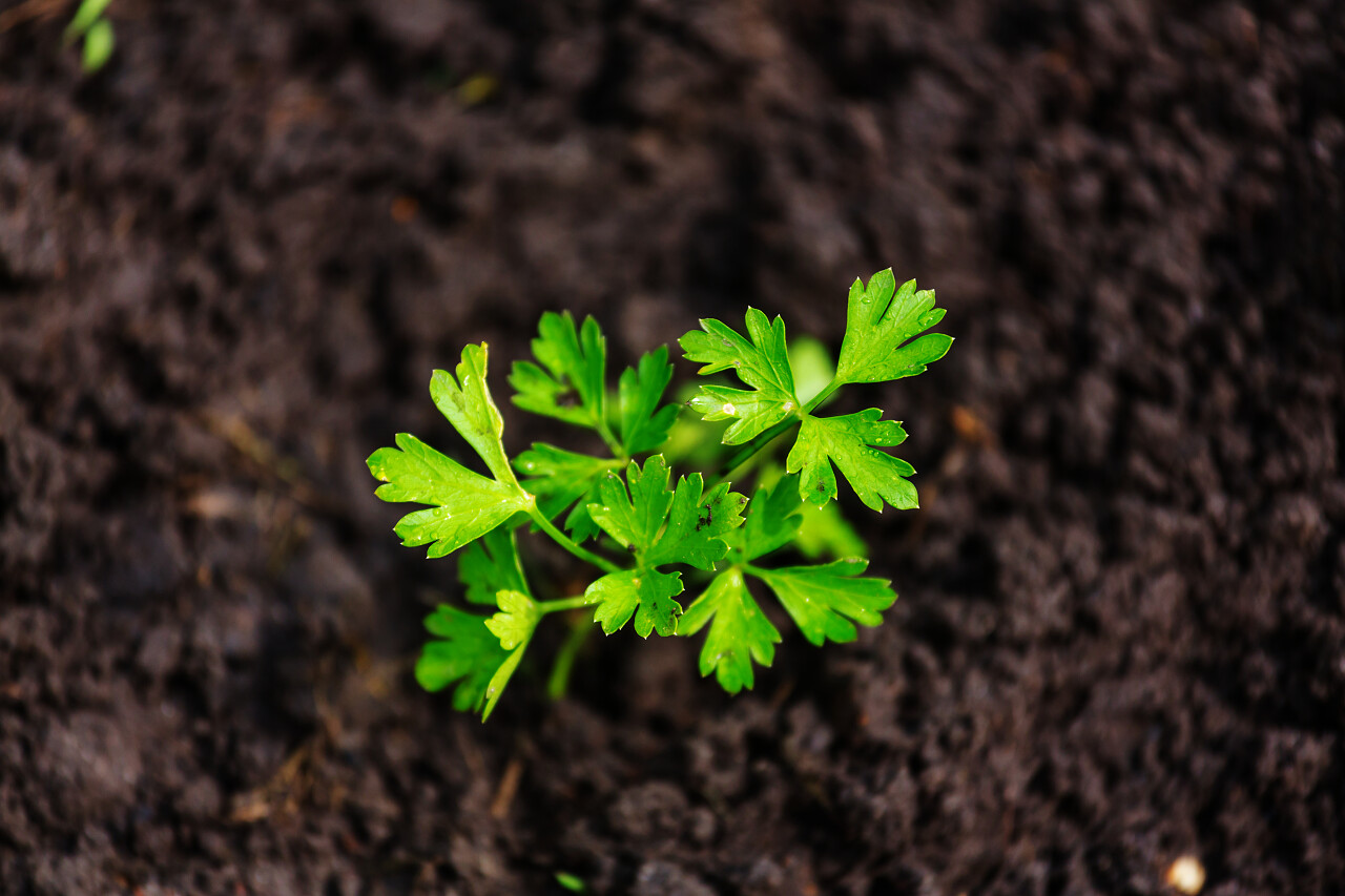 园景春芽春天种子发芽成长小芽嫩芽幼芽