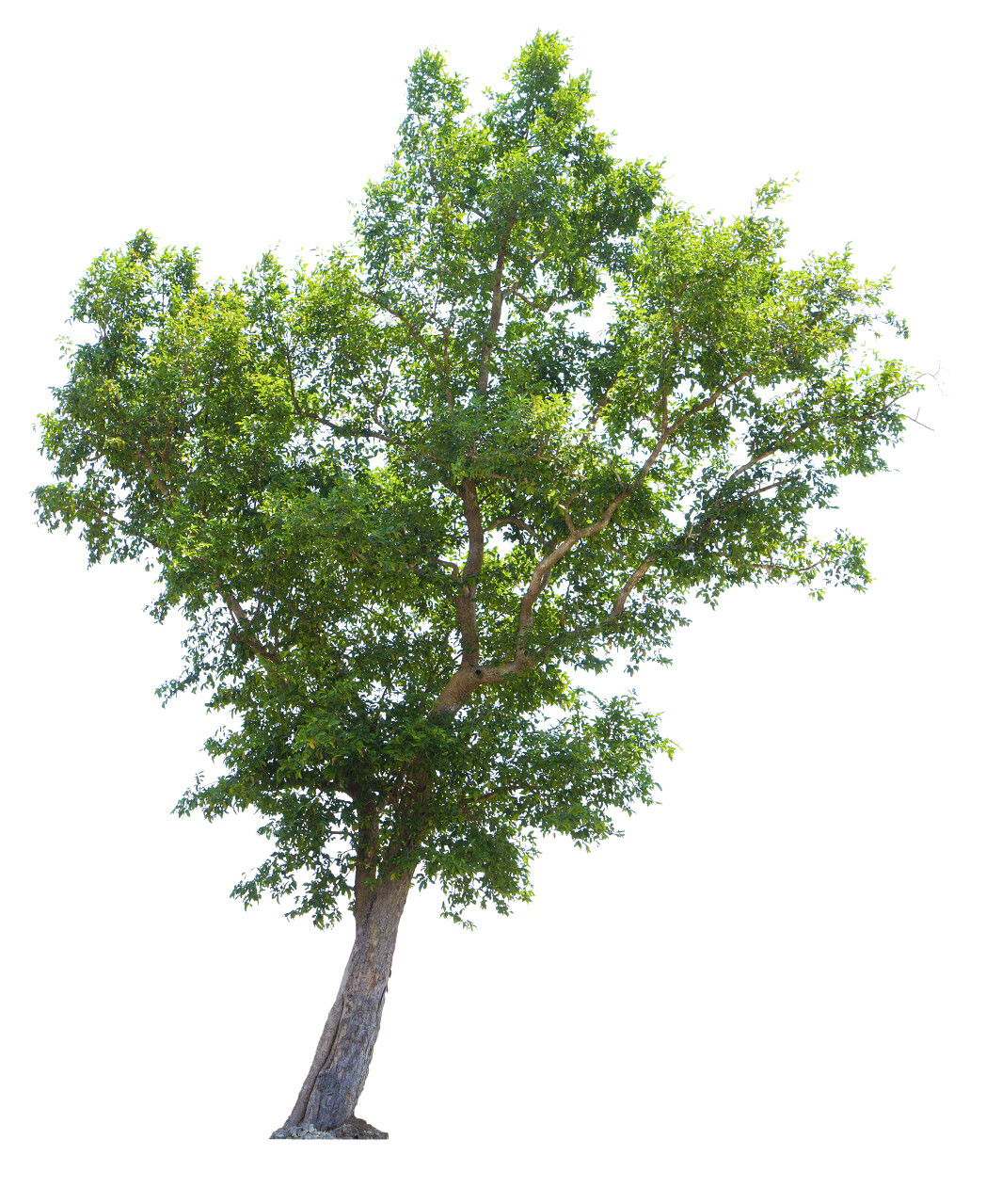 在白色背景下的一棵树