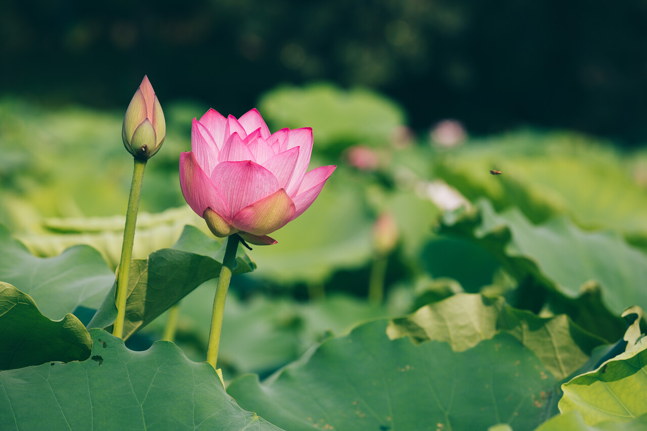 池塘中的粉红特写二十四节气24节气立夏夏至小暑大暑处暑
