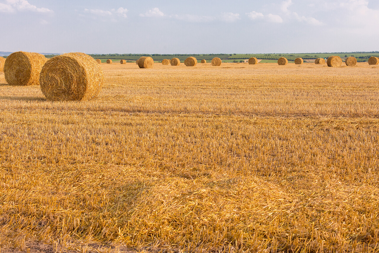 收获后田野上的秸秆包希望的田野