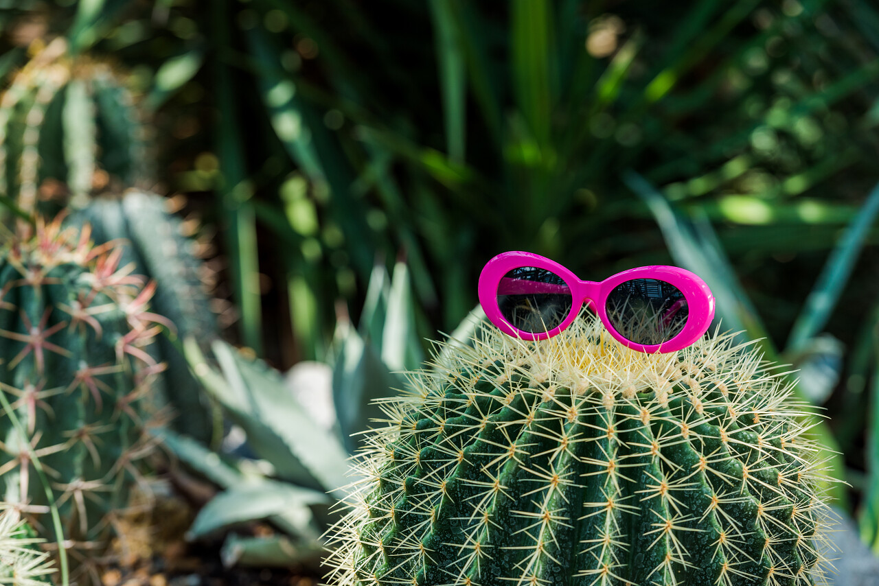美丽的绿色仙人掌与粉红色太阳镜
