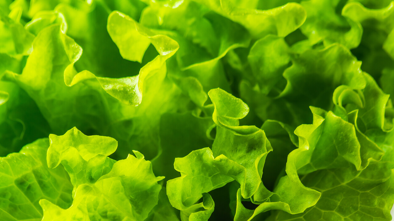 特写视图绿色新鲜生菜叶子蔬菜背景