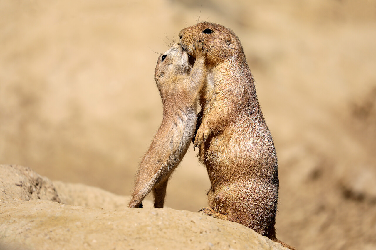 动物妈妈和孩子亲吻