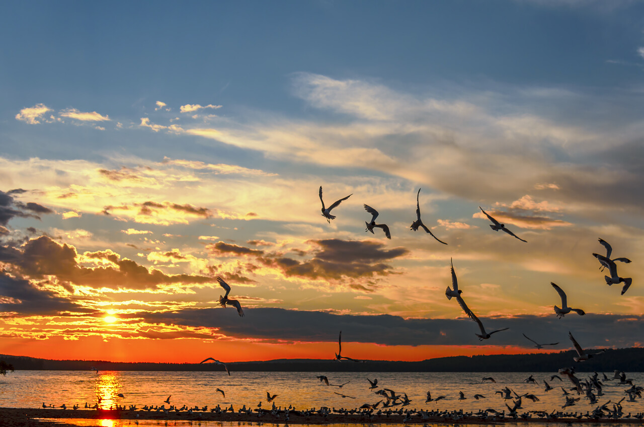 海鸥飞翔在阿尔伯特亲王国家公园
