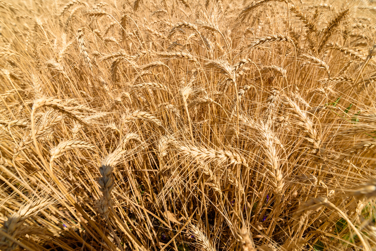 田野里的金麦特写镜头希望的田野二十四节气24节气芒种小满