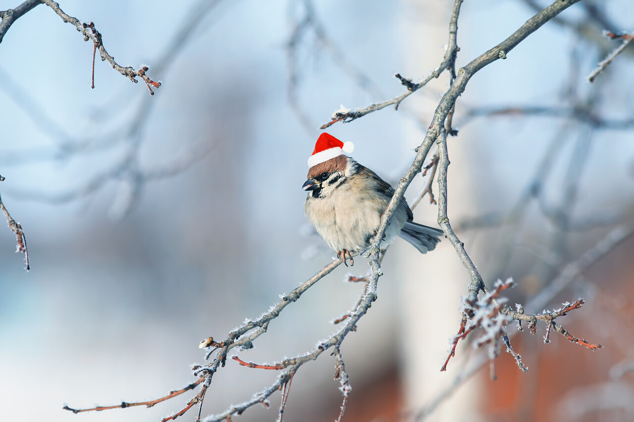 麻雀停在树枝上二十四节气立冬小雪大雪冬至小寒大寒
