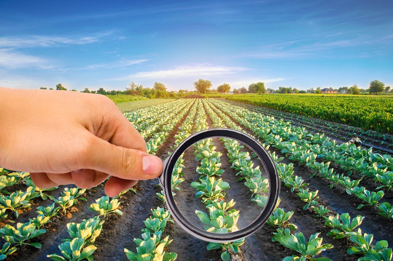 食品科学家检查卷心菜中是否有化学药品和杀虫剂