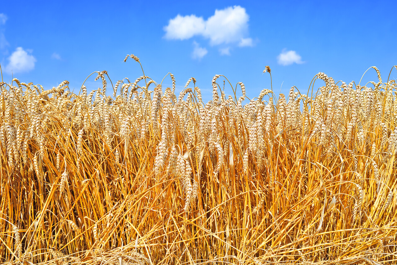 秋天丰收的小麦二十四节气24节气芒种