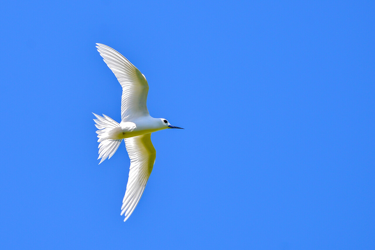 白色的燕窝美丽的白色鸟在蓝天飞翔