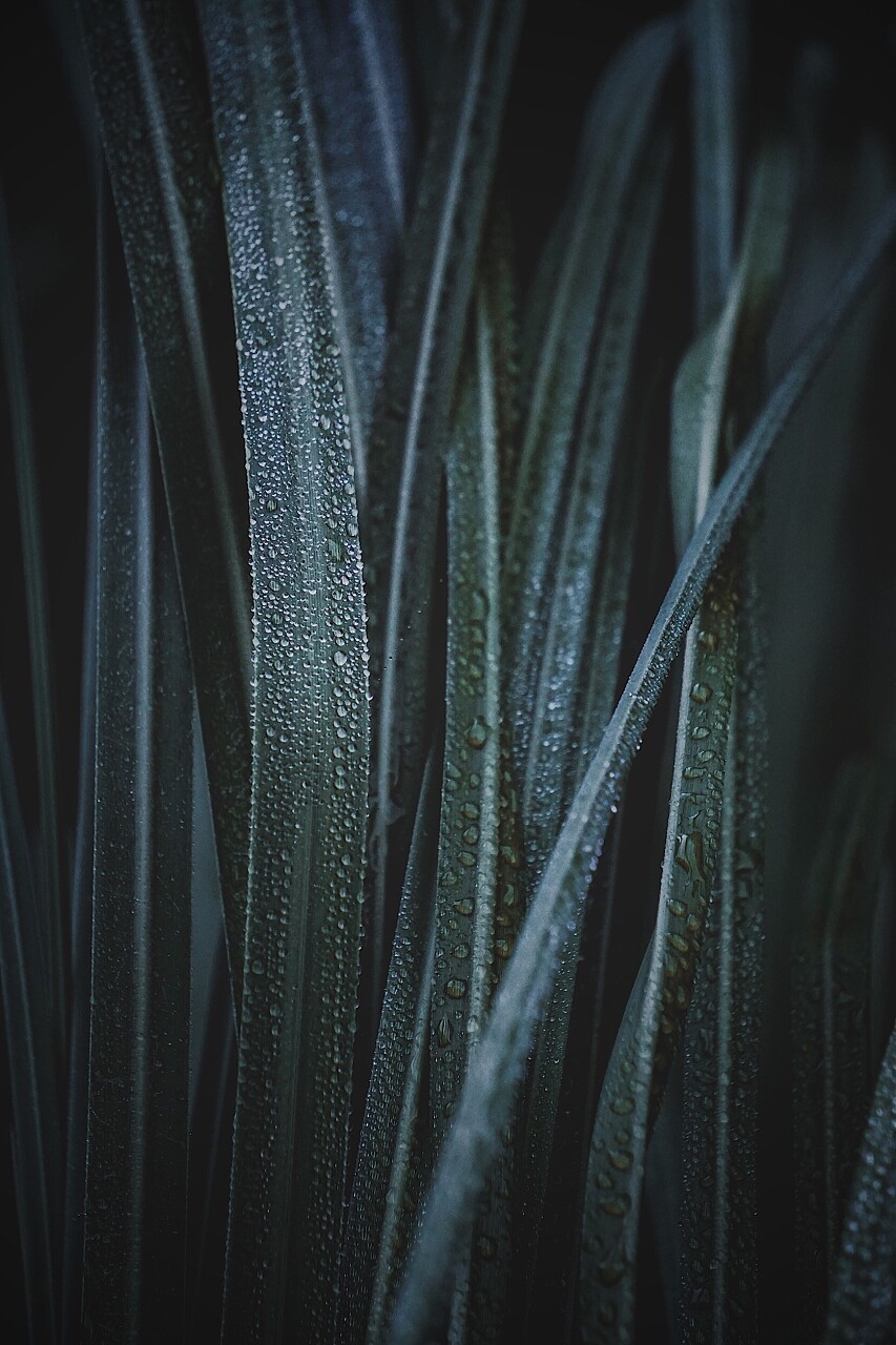 美丽的绿叶在花园中的圣诞装饰