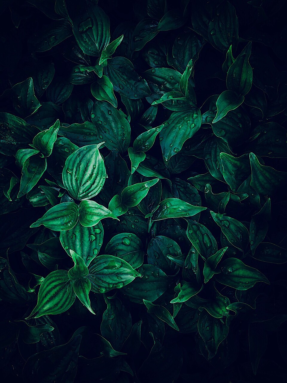 美丽的绿叶在花园中的圣诞装饰