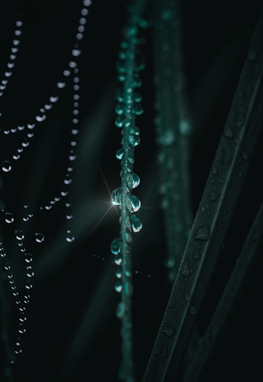 美丽的绿叶在花园中的圣诞装饰