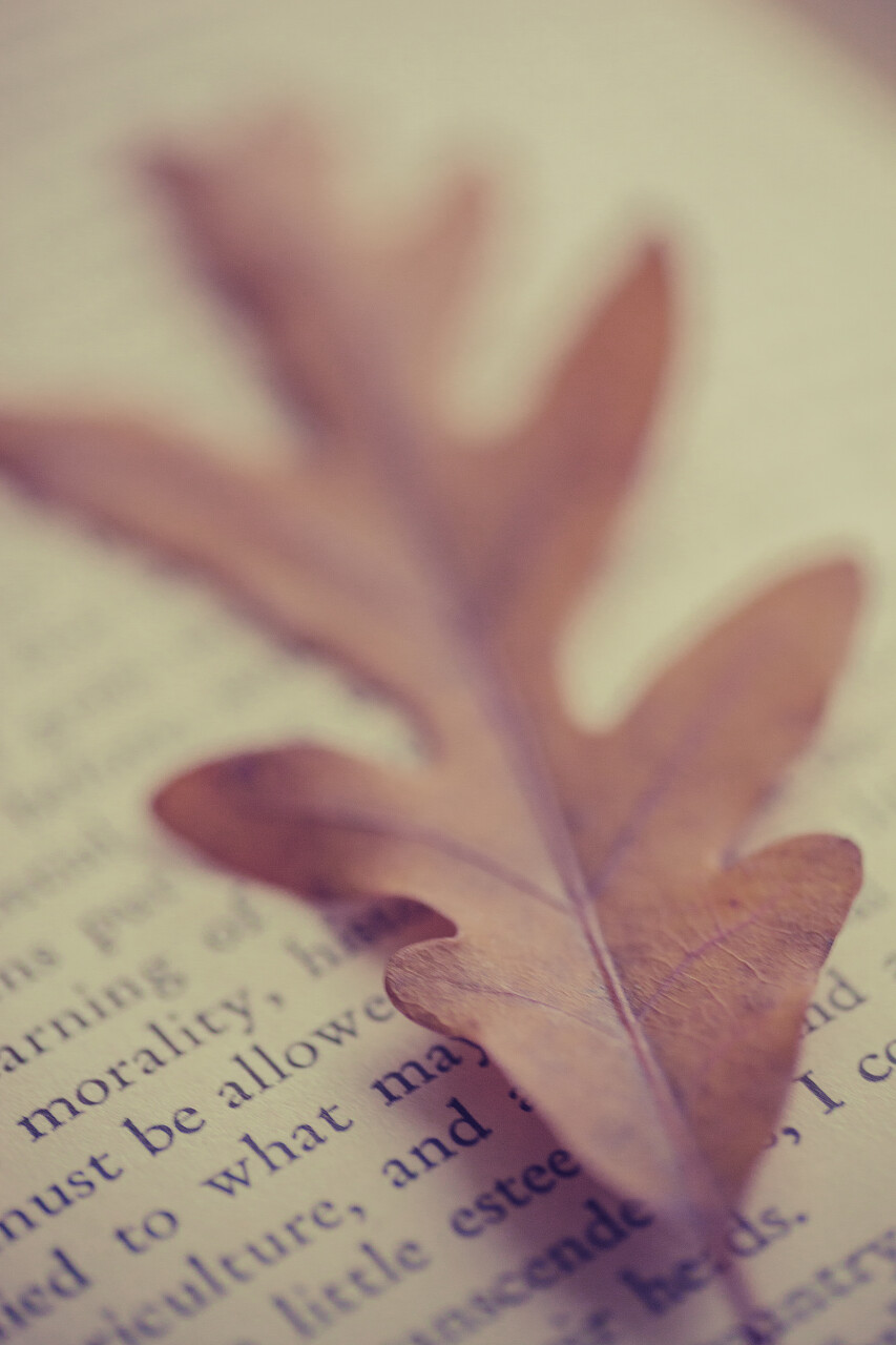 一本棕色的橡树叶坐落在一本复古小说的顶端.