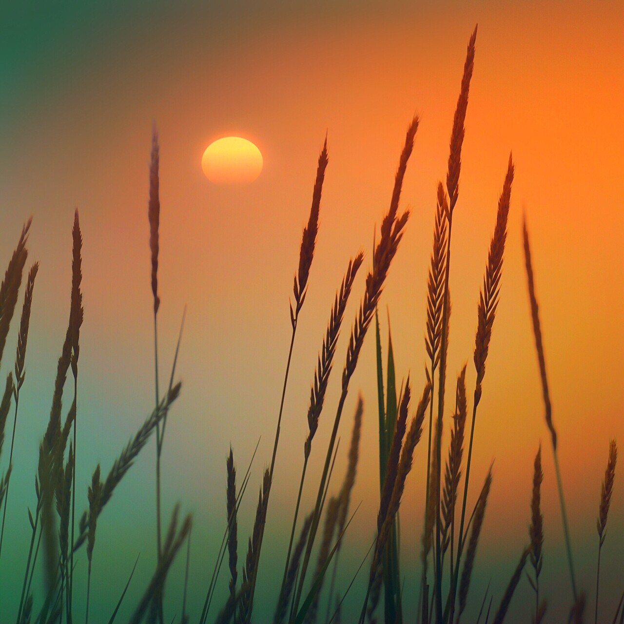 秋天在花园里的植物