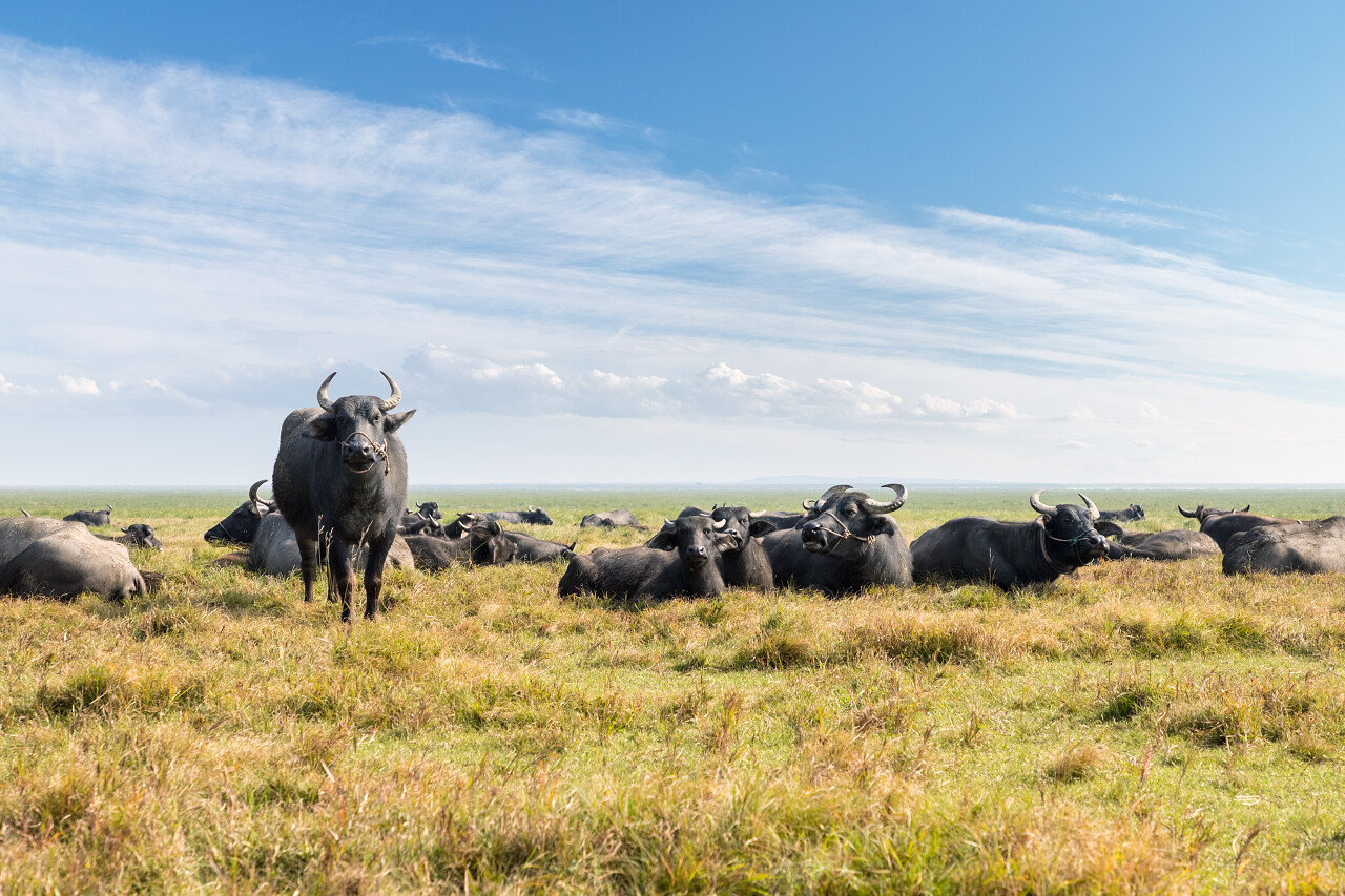 一群水牛在绿色的牧场上对着阳光明媚的天空