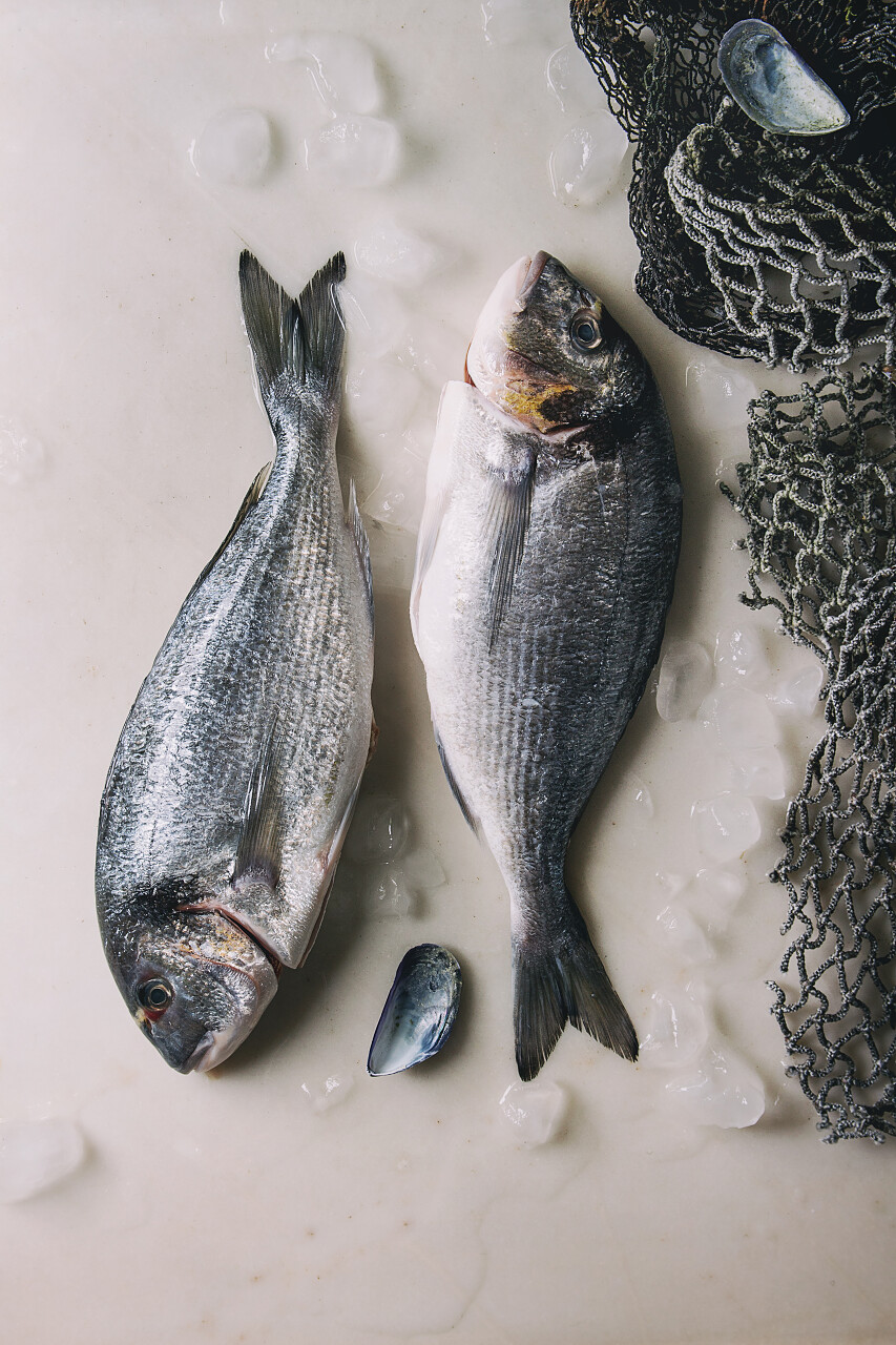 在冰上的两个生的未加工的海鲷或金鱼鱼与老海渔网和贝壳