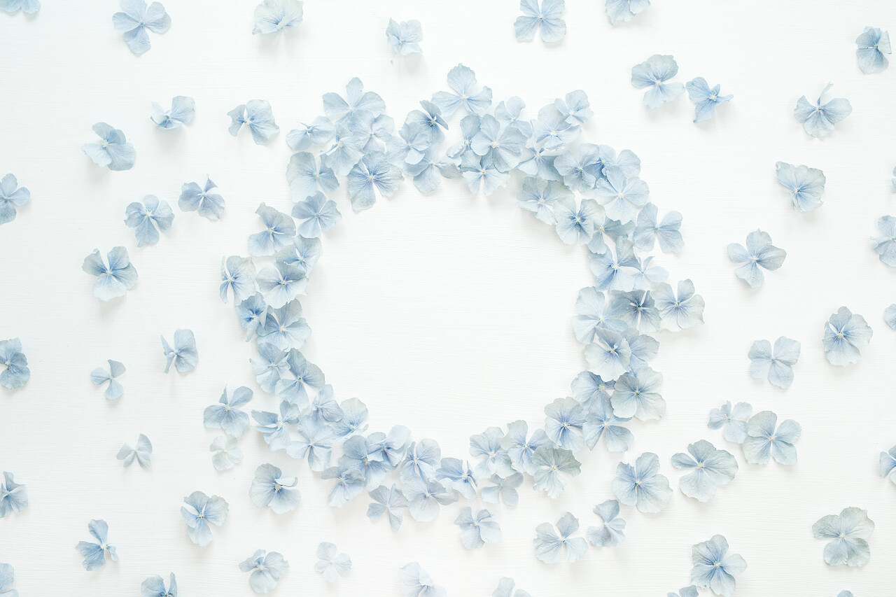 绣球花花瓣摆成圆框架