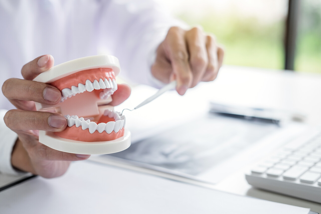 牙医手捧牙颌模型牙科口腔口腔牙齿