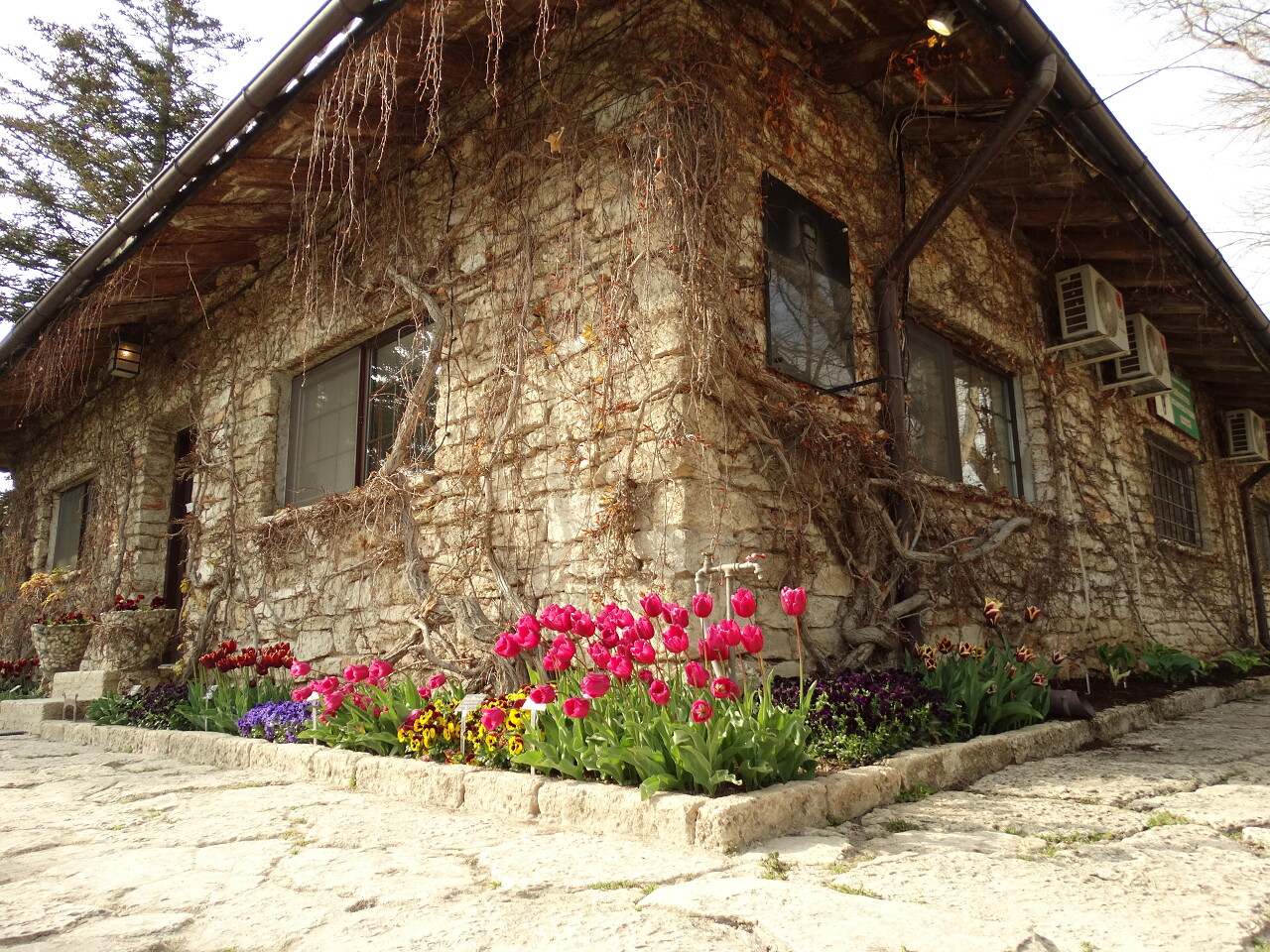 老旧建筑旁的郁金香