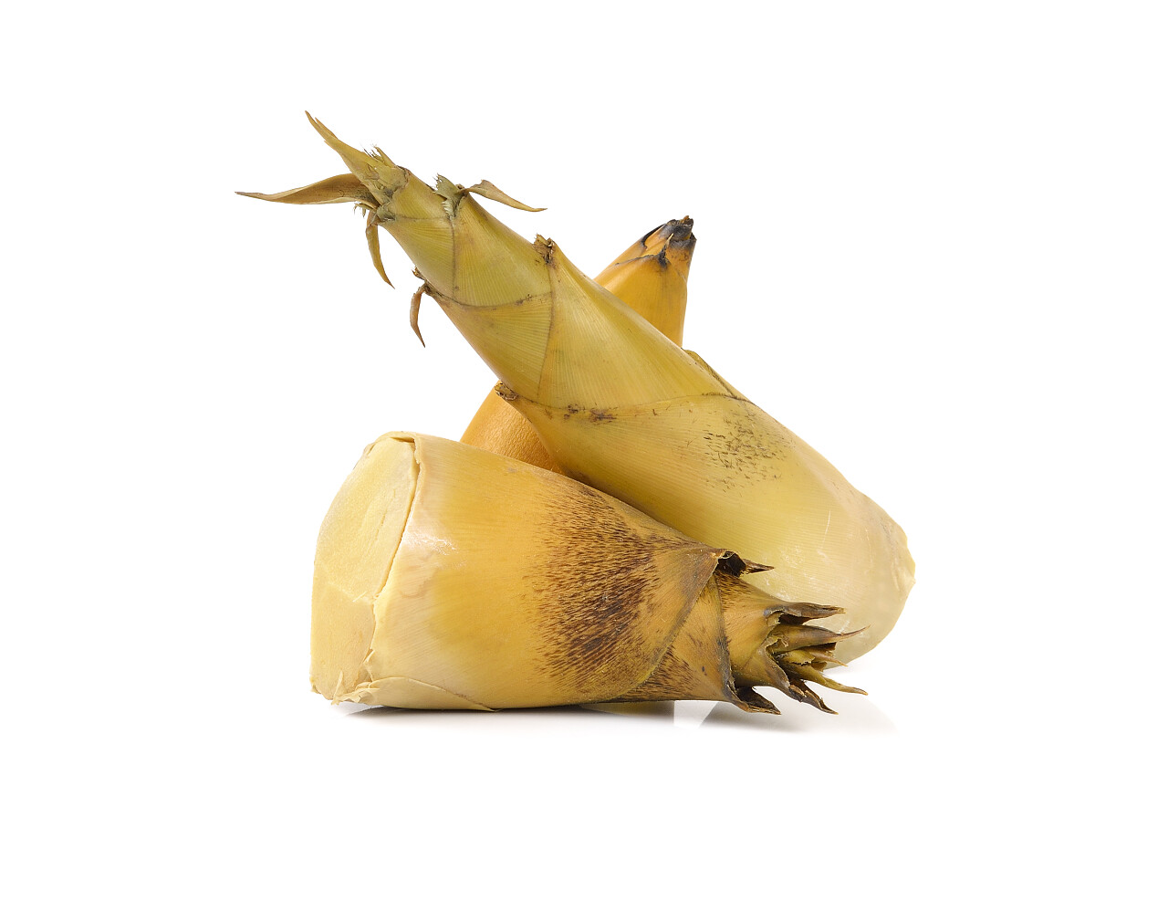 白色背景的竹笋