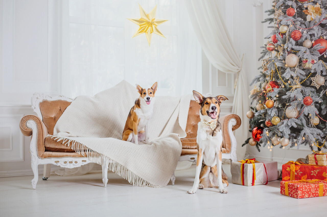 圣诞节背景上的狗新年礼物圣诞树寒假